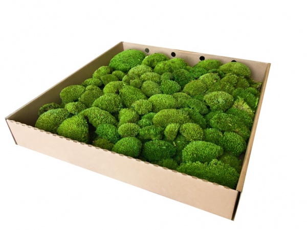 Premium Preserved Alpine Pillow Moss Light Green 0,6m2 Large Wholesale Box
